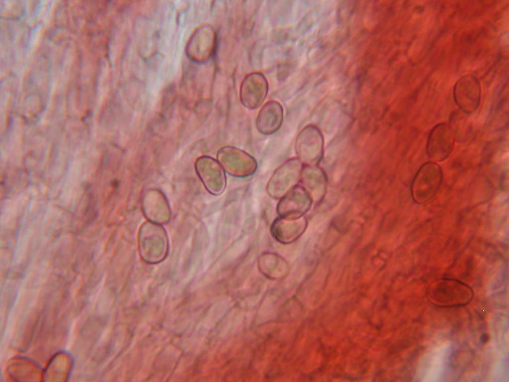 Sotto Alnus glutinosa...(cfr. Inocybe squarrosa)